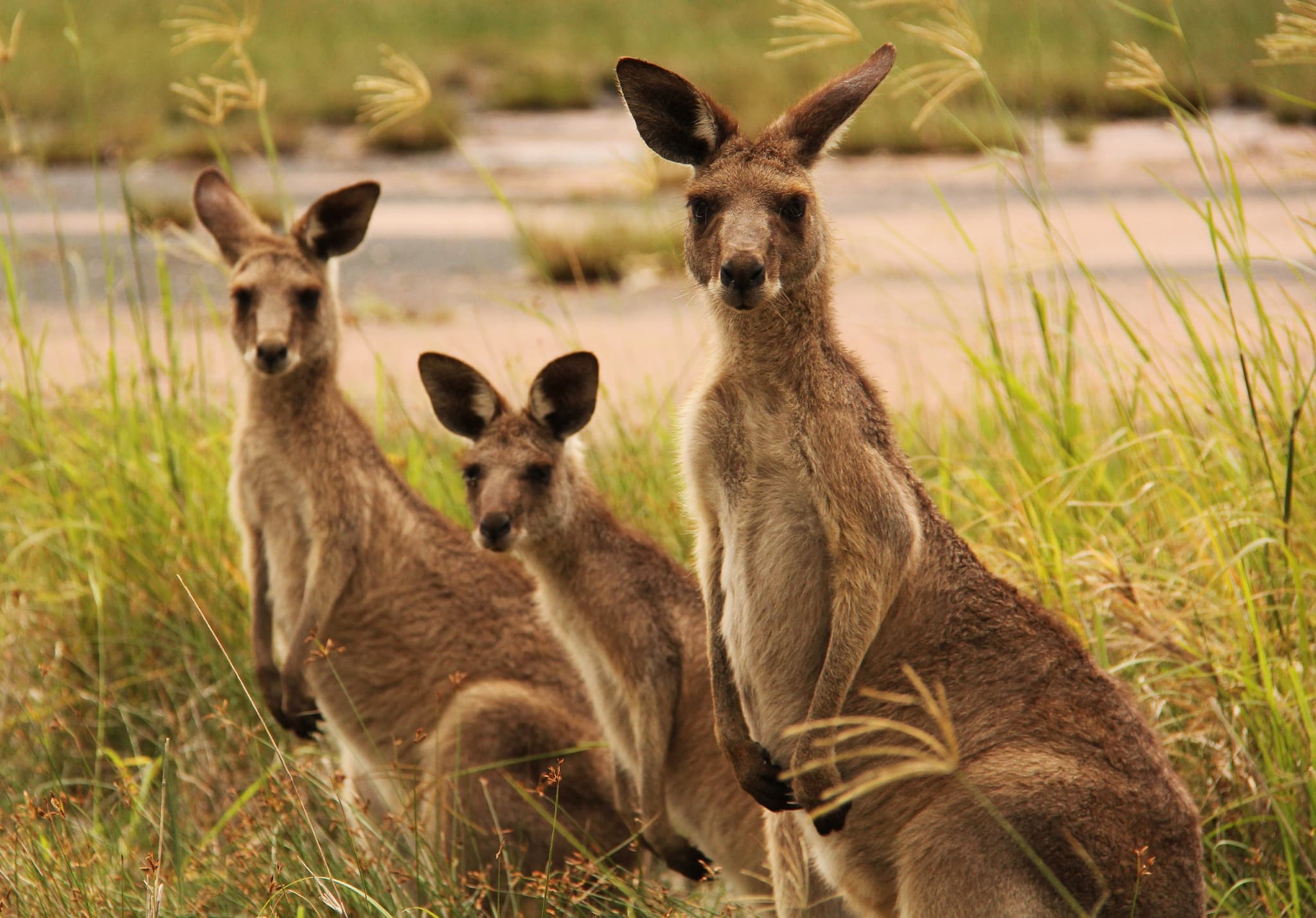 Australian motocross riding adventures
