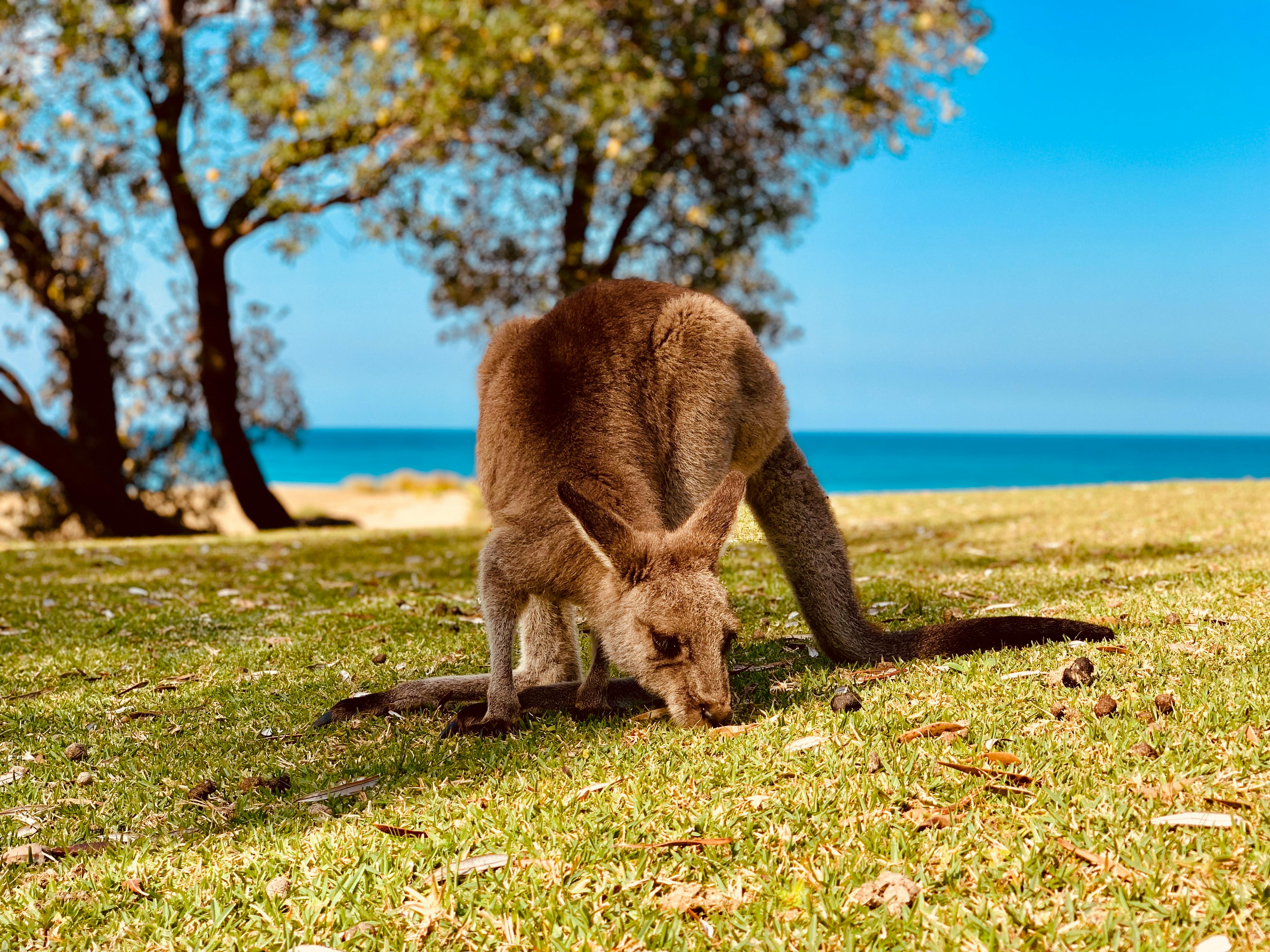 Australian Terrain